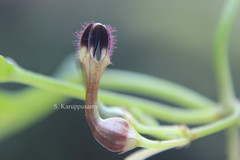 Ceropegia maculata